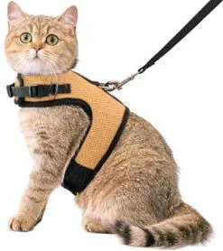 Kattentuigje Met Leiband Riem Kattenharnas Beige Maat M Kat & Kitten – Dieren Kattenriem – Cat Leash – Halsomvang 20 Tot 26cm – Borstomvang 30 Tot 34cm – Zootic®