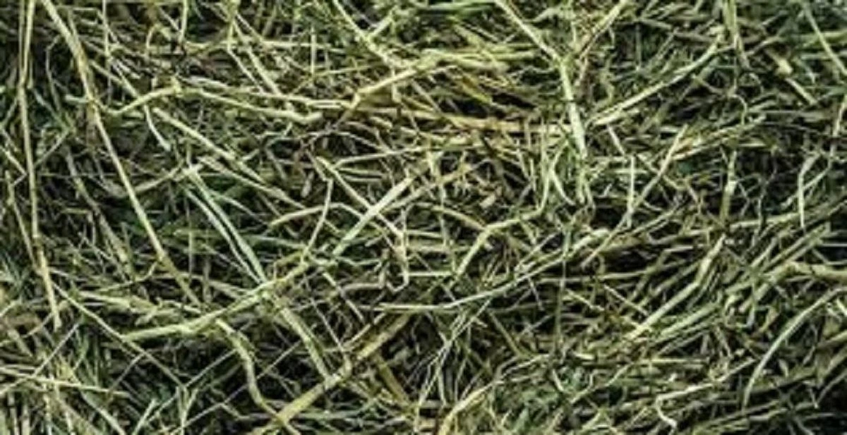 Boer’n Goed Hooi 7 Kg. Bodembedekking – Hooi – Knaagdieren – Konijnen – Cavia 1 Boer’n Goed Hooi 7 Kg. Bodembedekking – Hooi – Knaagdieren – Konijnen – Cavia